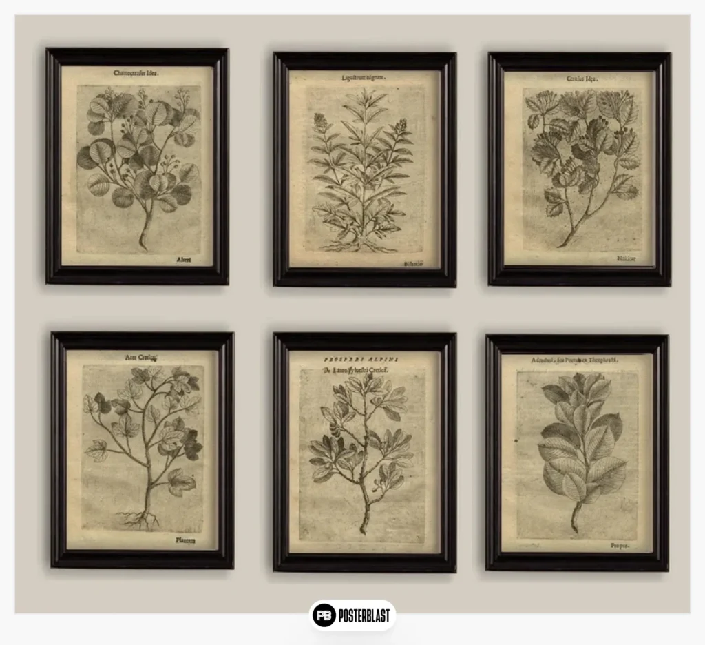 Set of 6 Botanical Sepia
