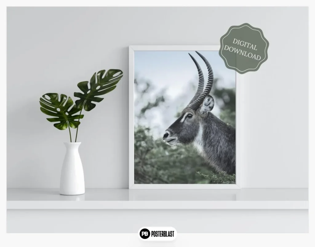 Wildlife Photography - African Animals